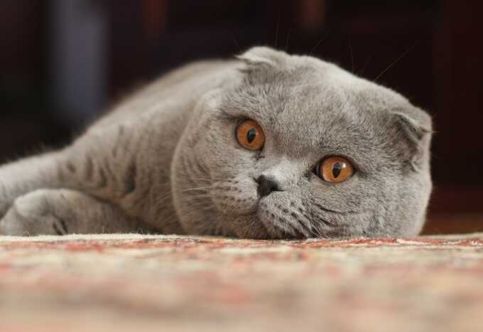 Жительница Новосибирска избила ветеринара, узнав о смерти кота после операции