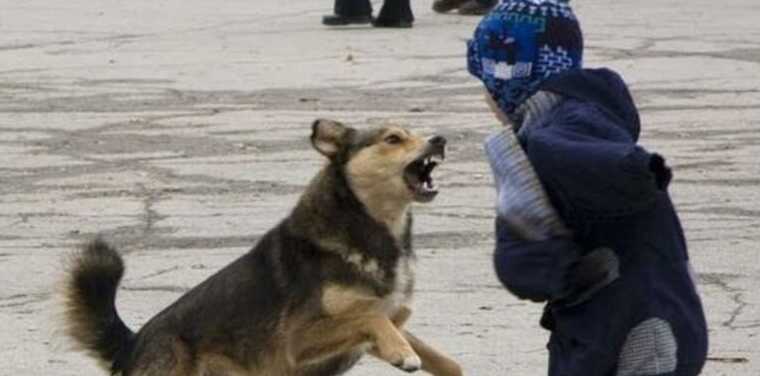 В российском регионе собака напала на ребенка