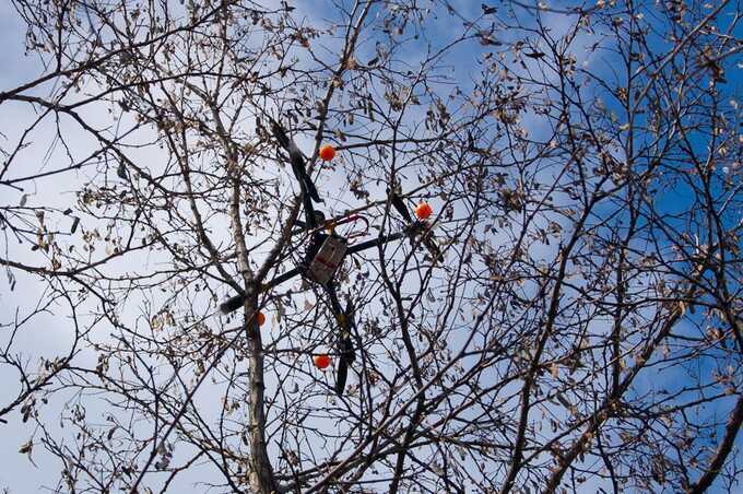 Висящий на дереве беспилотник обнаружил житель района Северное Измайлово в Москве