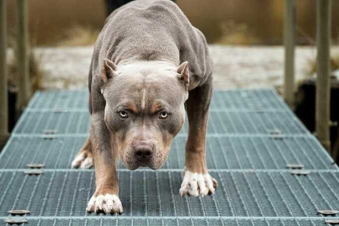 В Казани собака искусала лицо шестилетнего мальчика