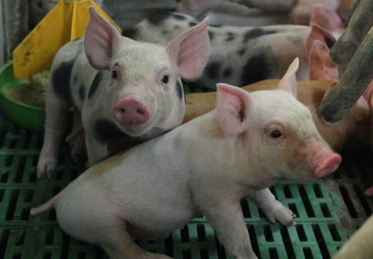 Из-за африканской чумы в Приморье введён режим локального ЧС