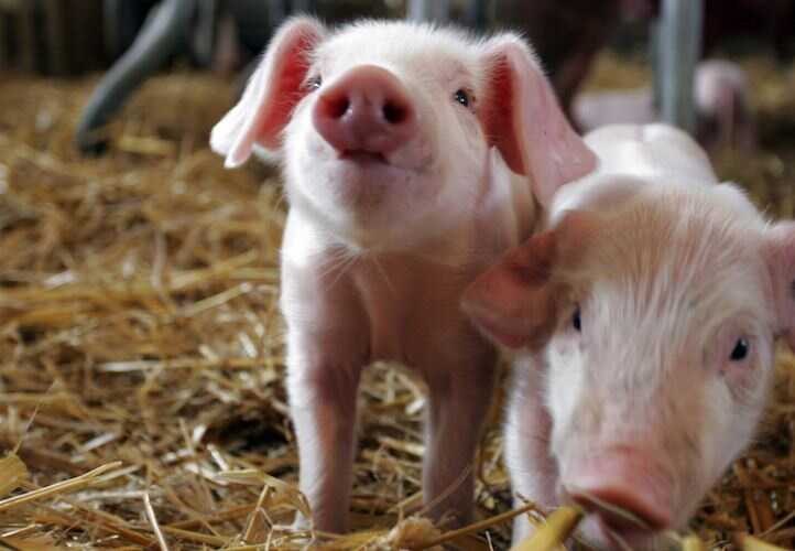 Чума вышла за сотню