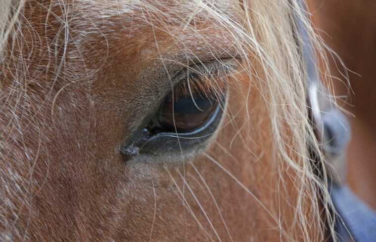 Защитники животных сообщают о драме в оленьем саду "Kakti"