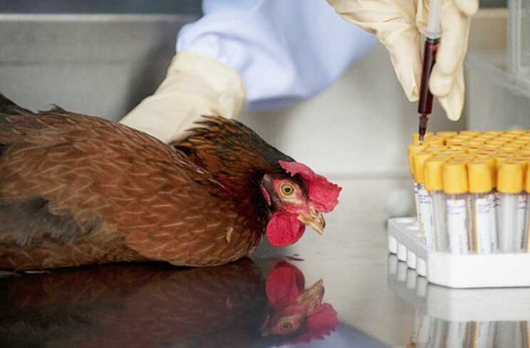 В Молдавии зафиксировали 25 вспышек птичьего гриппа