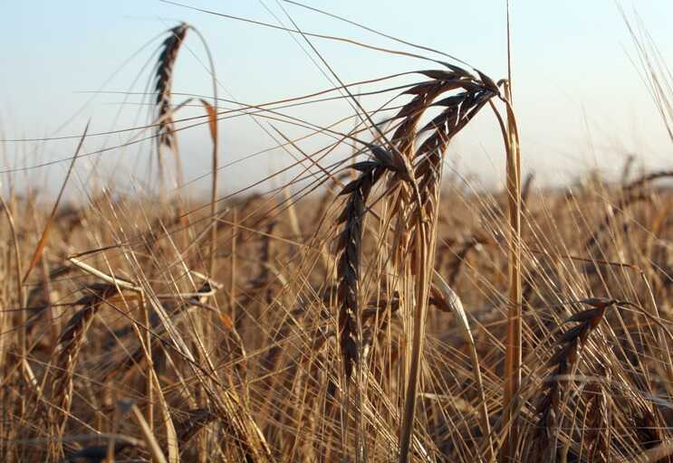 Тайная игра с собственниками: Подробности преднамеренного банкротства агрофирмы из Базарного Карабулака