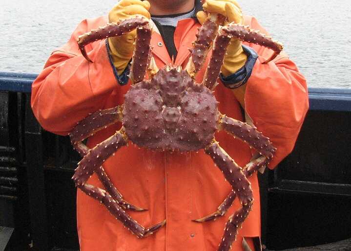 «Русский краб» помахал верфи клешней