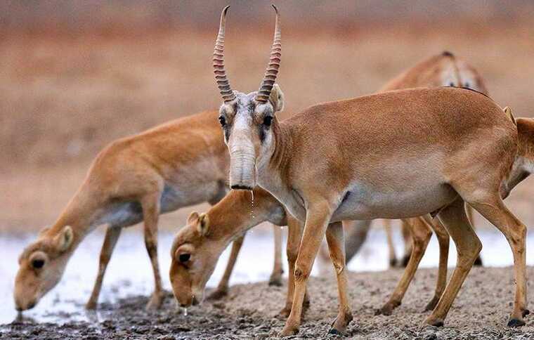 Взяли за рога: контрабандистов осудили как браконьеров