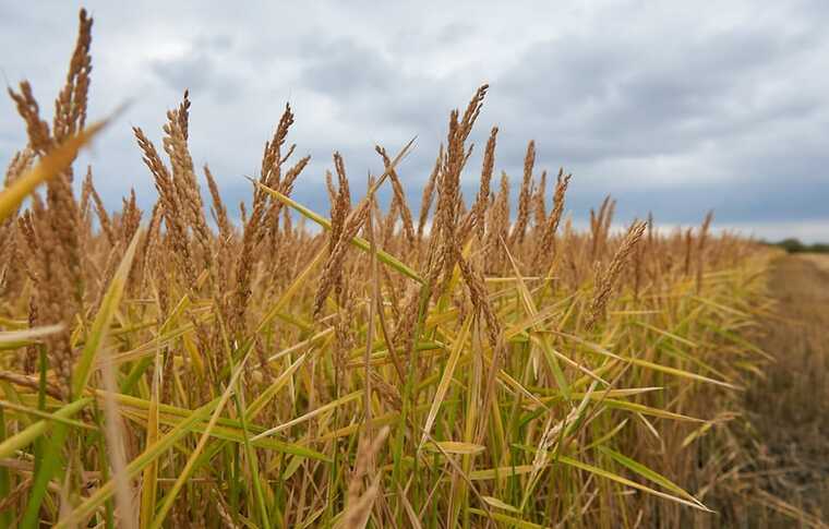 Агрохолдинг экс-министра Ткачева атаковали хакеры