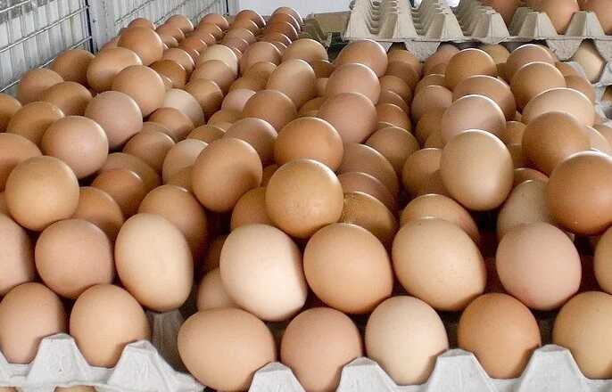 Директора красноярской птицефабрики осудили за продажу яиц по слишком низкой цене