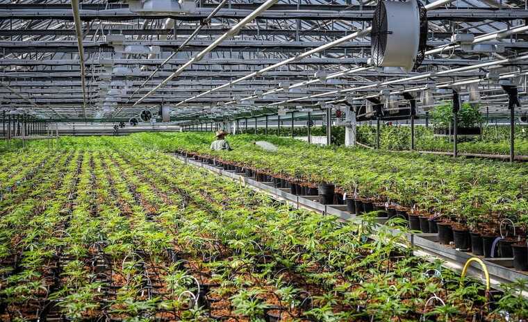 В США ежедневное потребление марихуаны превысило потребление алкоголя