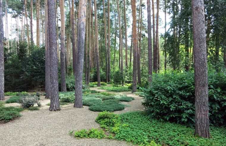 Григорий Вихарев и "лесная амнистия": как чиновники помогли продать гектары государственного леса