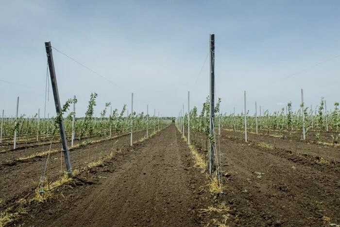 Режим ЧС объявлен в АПК Воронежской области после аномальных заморозков