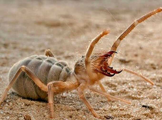 Ночной ужин на пляже закончился укусом гигантского паука и воспалением у россиянки