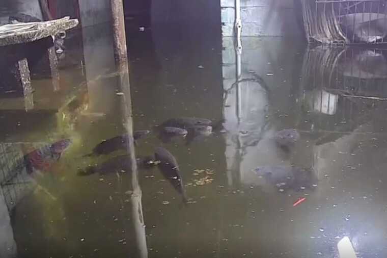 Подвал как пруд: жительница Белово устроила аквариум с карпами в затопленном доме