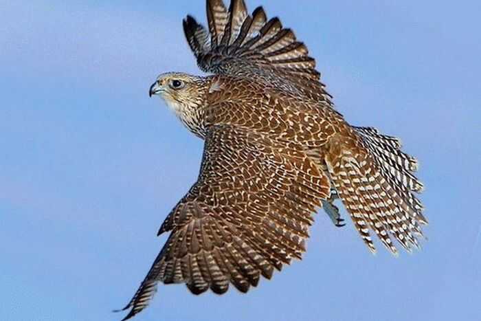 Гражданин ОАЭ осуждён за попытку нелегальной продажи редких птиц